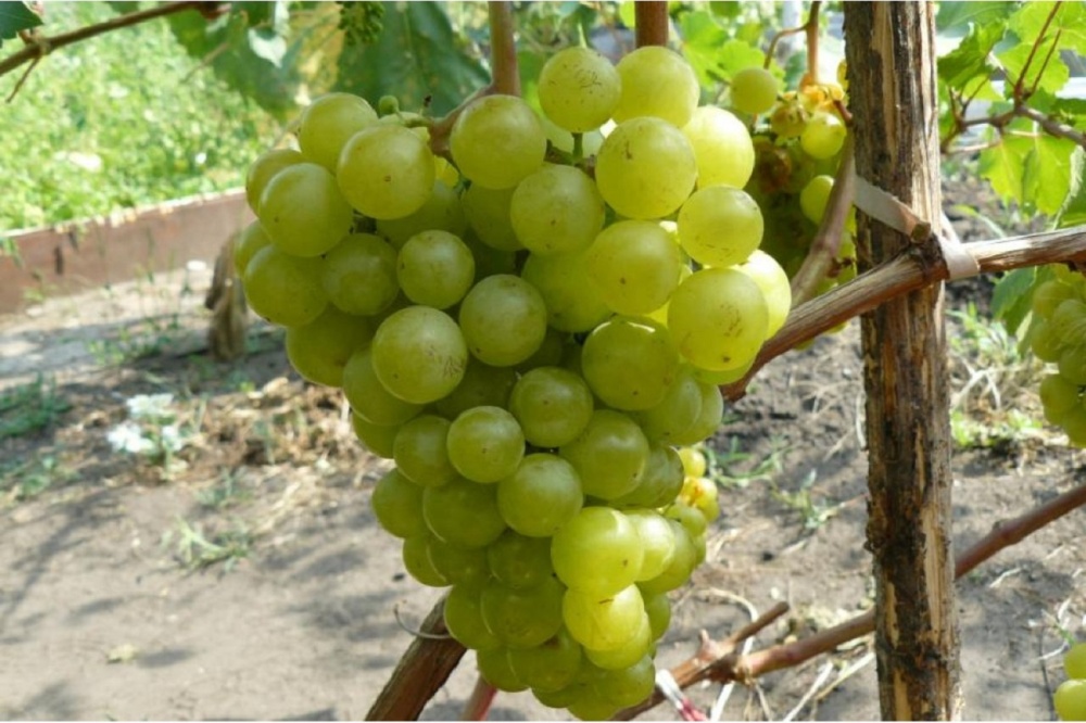 Виноград плодовый Колобок