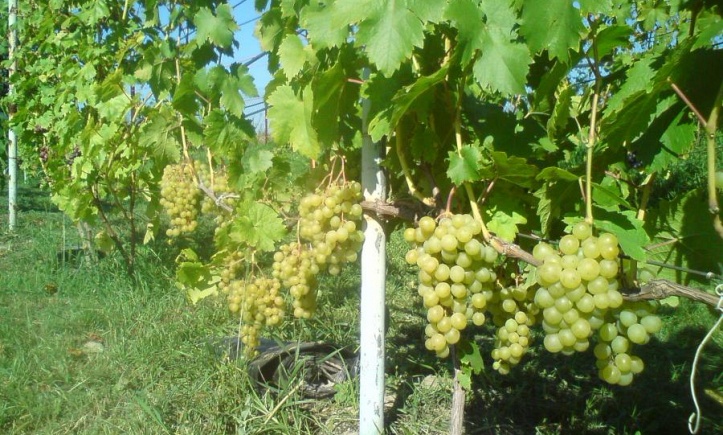 Виноград плодовый Плевен мускатный (желтый)