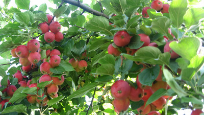 яблоня горноалтайское дерево с плодами