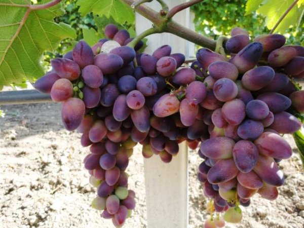 Виноград плодовый "Красотка"