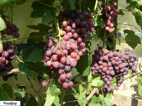 Виноград плодовый "Рошфор"
