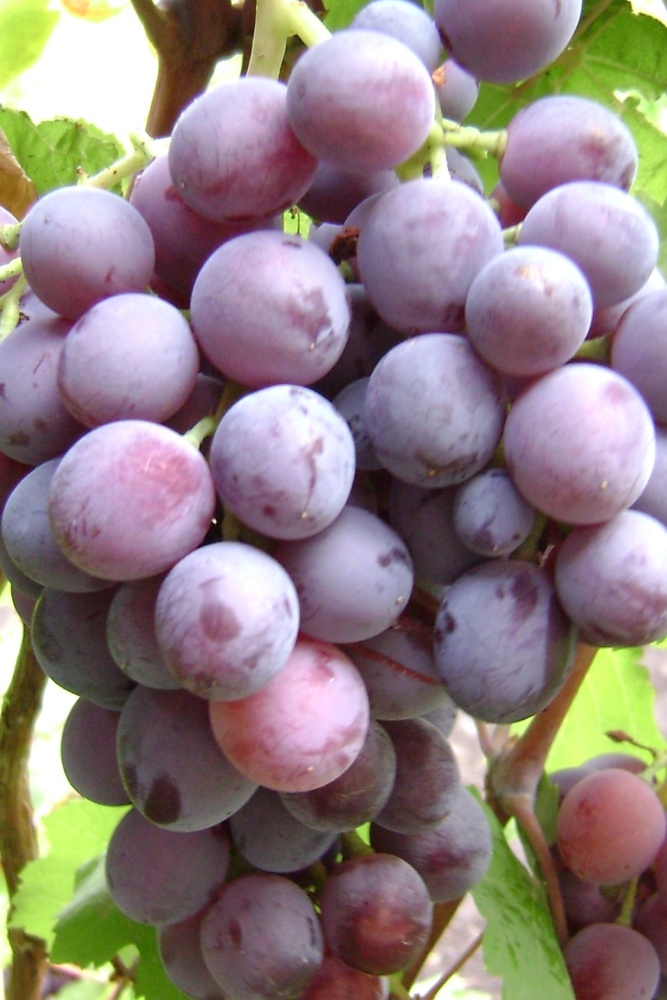 Виноград плодовый Геша