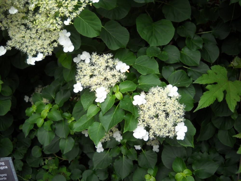Гортензия черешковая "Cordifolia", Кордифолия-соцветие