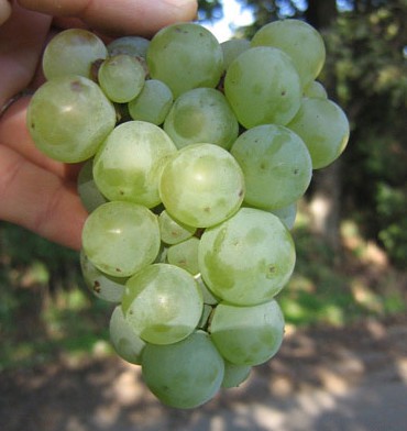 Виноград плодовый "Ладанок"