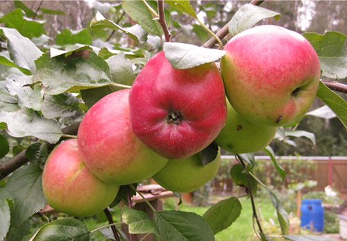 Яблоня домашняя "Веньяминовское"-плод