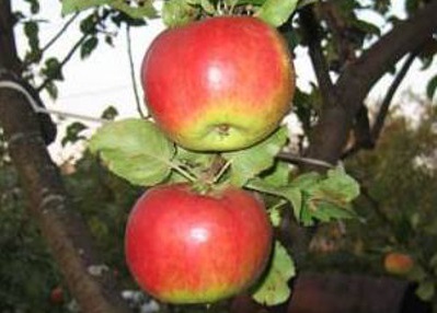 яблоня жигулевское плод