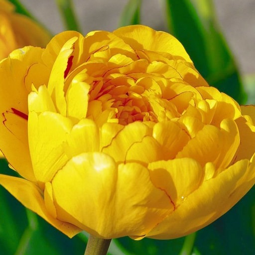 Тюльпан Махровый поздний Yellow Pomponette,  Йеллоу Помпонетт