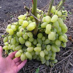 Виноград плодовый "Сеянец продюссера" (желтый)