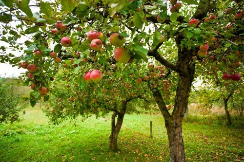 яблоня орлинка с плодами