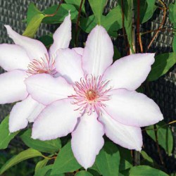 Клематис крупноцветковый Nina, Нина